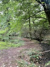 Woodland path near Bury